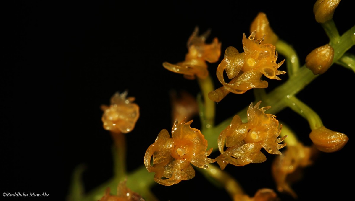 Malaxis thwaitesii Bennet